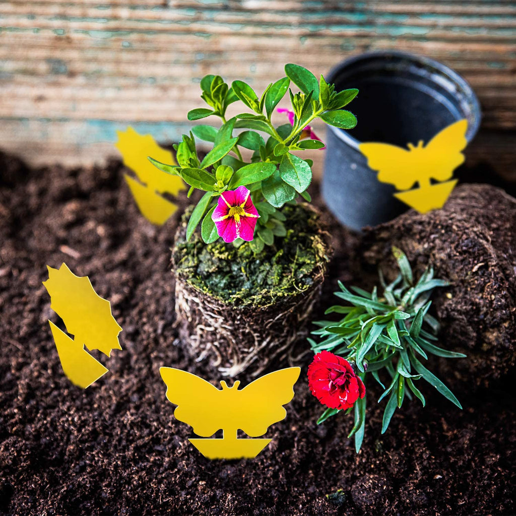 Mrorea Sticky Plant Traps kit
