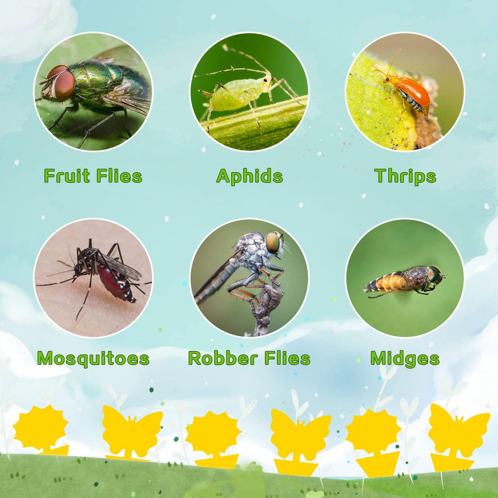 Mrorea Sticky Plant Traps kit